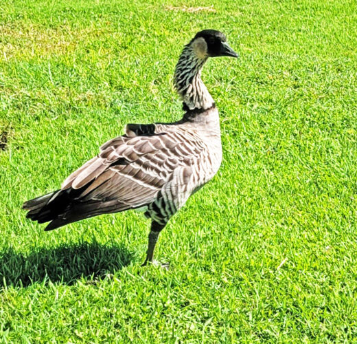 Photo of the Day: Strong and Courageous